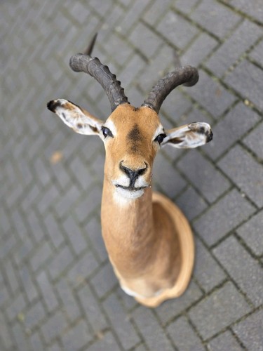 Impala antilope afrika kopf - afrika,