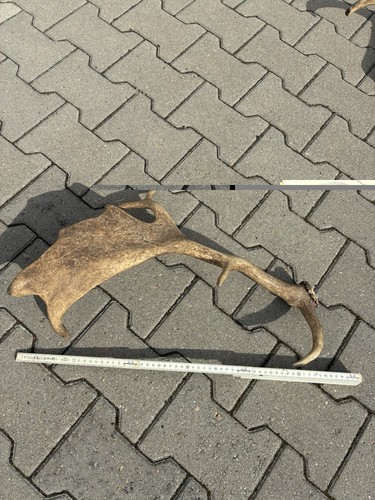 Abwurfstangen rothirsch - abwurfstangen, &