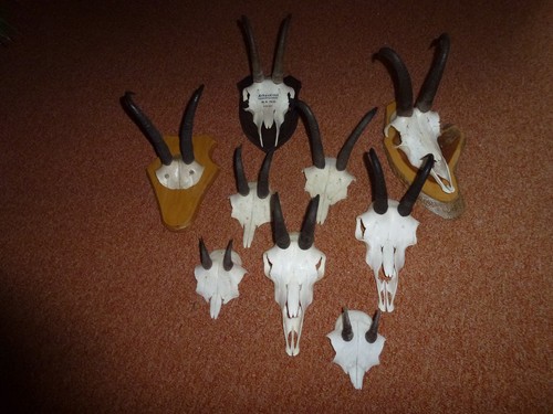 Gamskrucke gams gamsgeweih - gamskrucke,, gams,