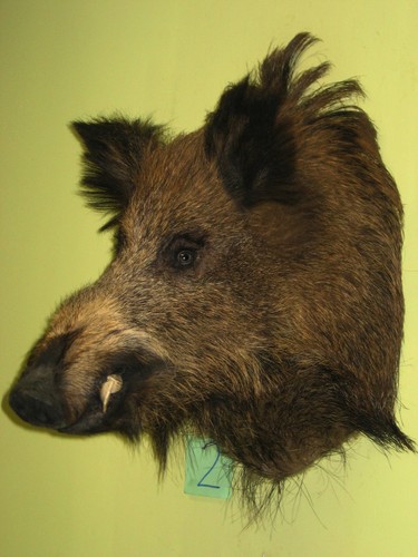 Wildschweinkopf groß - , (2)