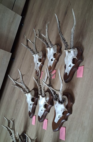 Rehbock geweih schädel - rehbock, geweih/schädel