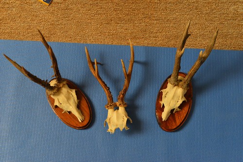 Jagdtrophäen geweih