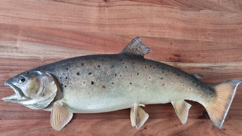 Bachforelle fischpräparat - bachforelle,