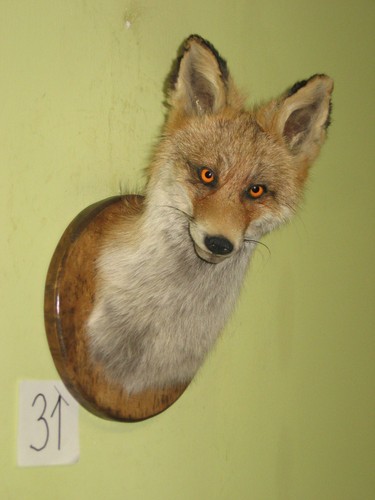 Fuchs kopf präparat - fuchs, +