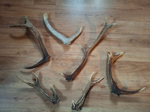 6stück hirsch abwurfstangen - 6stück,