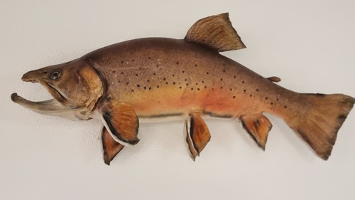 Saibling fischpräparat cm - saibling,