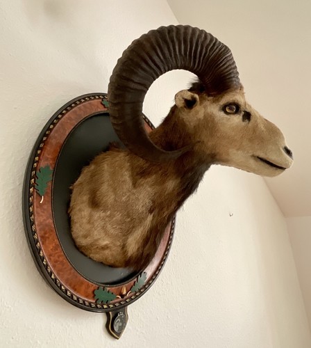 Mufflon widder geweih - mufflon,