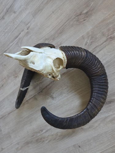 Starker mufflon gehörn - mufflon,,