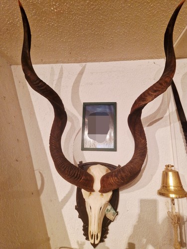 Kudu geweih gehörn cm - kudu,