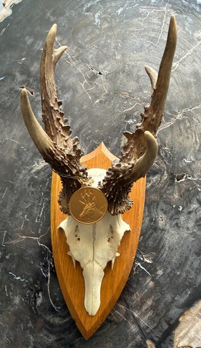 Rehbock gold medaille trophäe - rehbock,