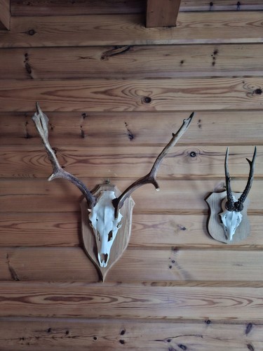 Geweih vom damhirsch - geweih, aus
