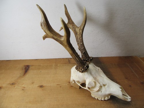Kapitales rehgeweih 446 - rehgeweih,