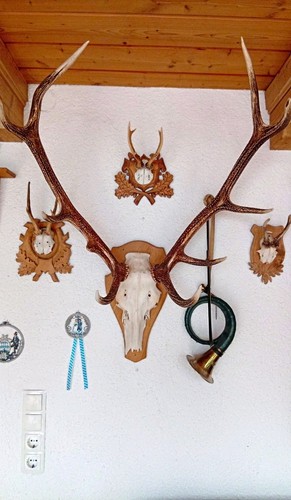 Jagd trophäen konvolut - jagd-trophäen,