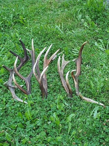 Abwurfstange geweih - abwurfstange,