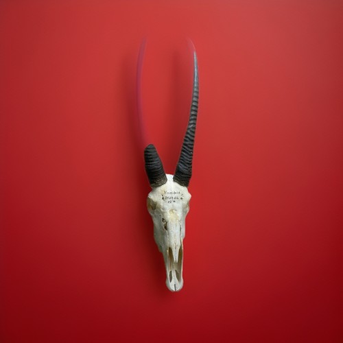 Oryx jagdtrophäe - oryx,