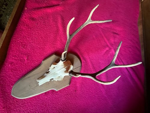 Jagdtrophäe geweih rotwild - geweih,