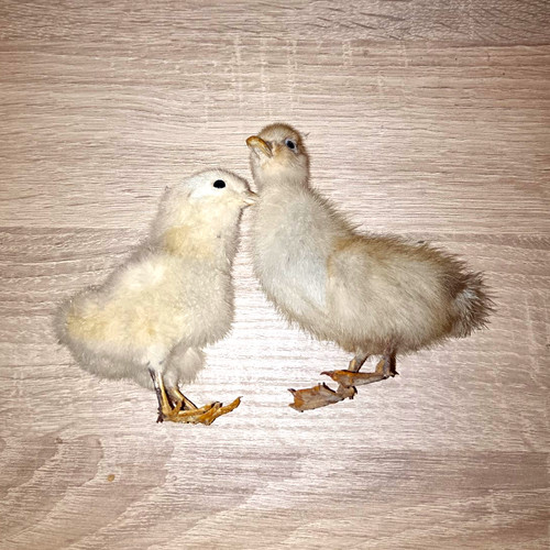 Verkaufe ein hühner küken - ein,