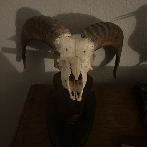 Mufflon steinbock trophäe - mufflon,,