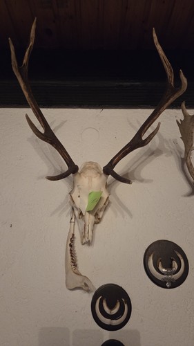 Hirschgeweih mit schädel - hirschgeweih,