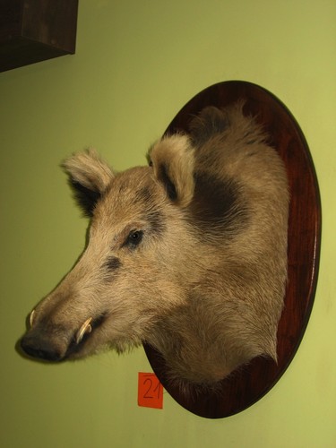 Wildschweinkopf maximum - , (21)