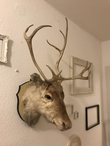 Rentier hirsch kopf - rentier,