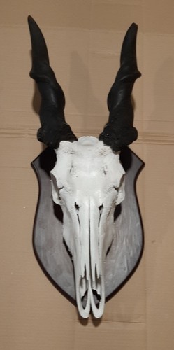 Kapitale antilope eland - kapitale,