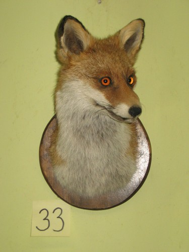 Fuchs kopf präparat - präparat, (33)