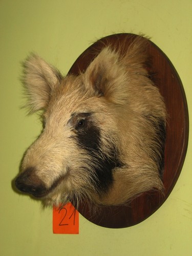 Wildschweinkopf mittel - (21), +