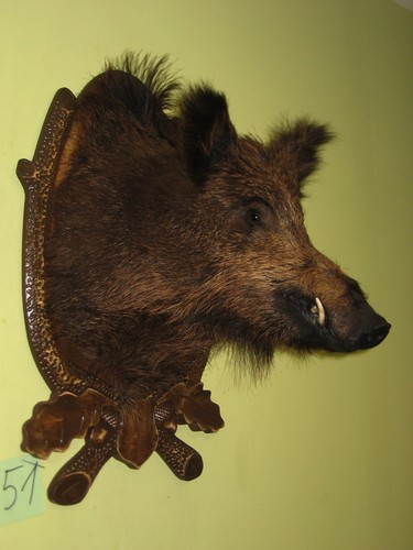 Wildschweinkopf mittel - , (51)
