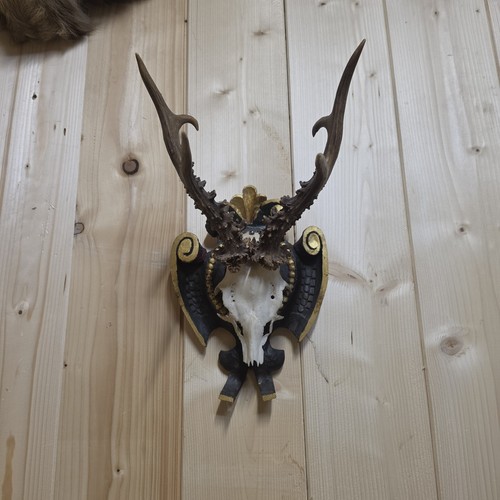Rehbock geweih auf - rehbock,