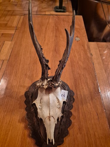 Extrem lang rehbock 30cm - lang!,