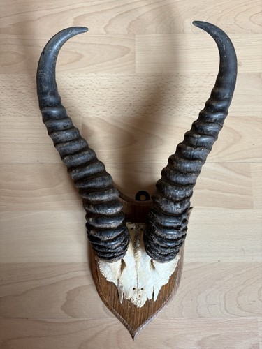 Jagdtrophäe geweih gehörn - jagdtrophäe, geweih/gehörn