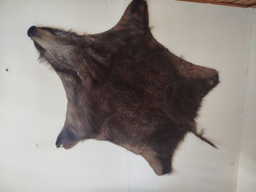 Großes wildschweinfell mit - großes,