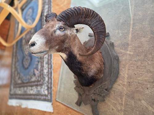 Mufflon widder präparat - mufflon,