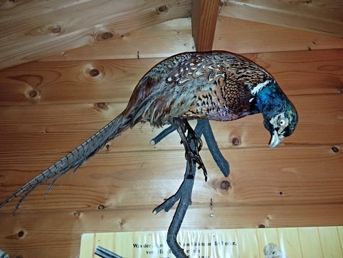 Jagdtrophäe fasan - jagdtrophäe,