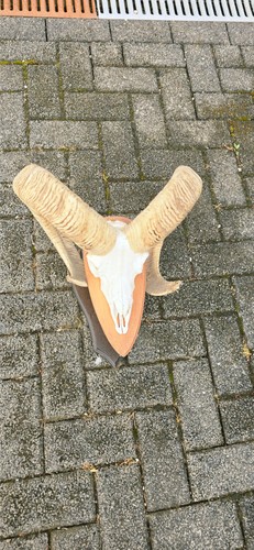 Muffelwidder trophäe mufflon - trophäe,