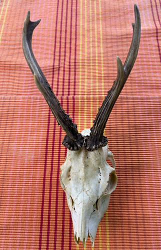 Rehgeweih bock reh - bock,