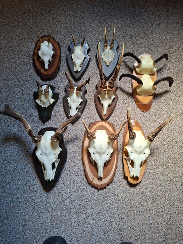 Jagd trophäe rehgeweih - trophäe,