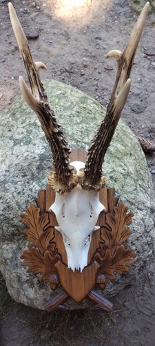 Kapitale rehbock trophäe - rehbock,