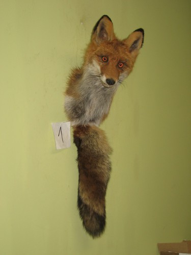 Fuchs kopf präparat - präparat, (1)