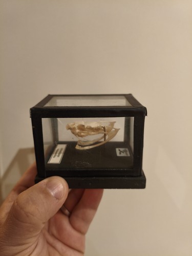 Schädel giftschlange skelett - giftschlange,