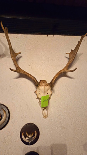 Hirschgeweih jagdtrophäe mit - jagdtrophäe,