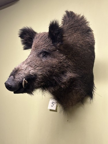 Wildschweinkopf sehr groß