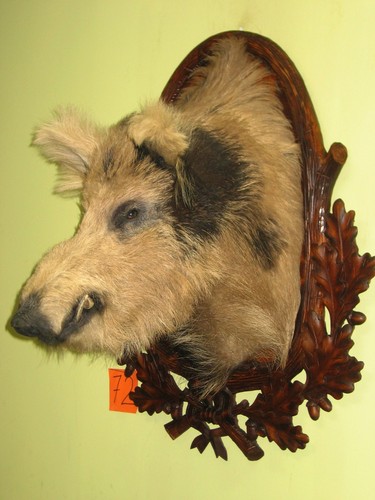 Wildschweinkopf groß - , +