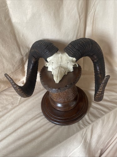 Mufflon jagdtrophäe schädel - jagdtrophäe,