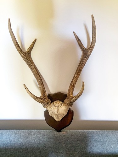Hirsch geweih ender - hirsch, 6