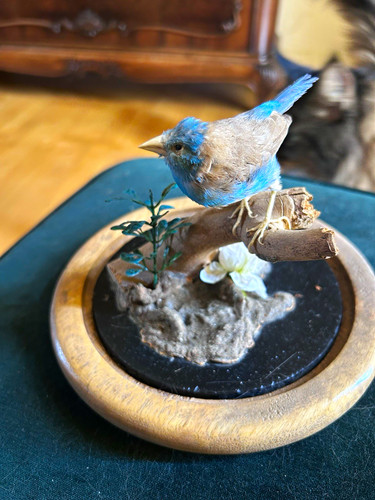 Vogelpräparat unter