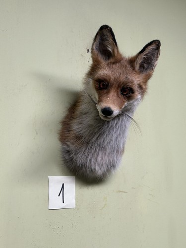 Fuchs kopf präparat red fox - präparat,,