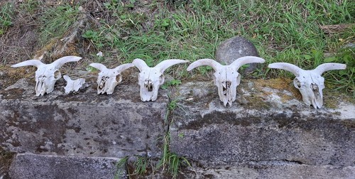 Tierschädel trophäe - 6, tierschädel,