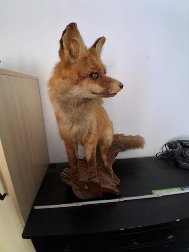 Tierpräparat fuchs auf ast - tierpräparat,